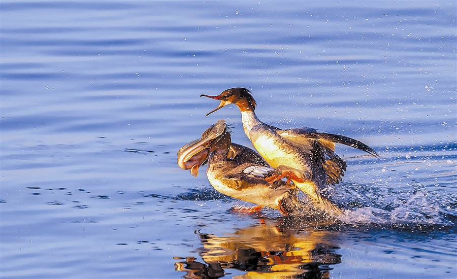 大連：驚蟄鳥兒鬥_fororder_4