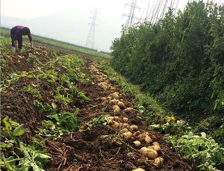 葫蘆島大寨鄉馬鈴薯：關外土豆“薯”遼西