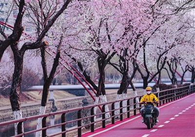 瀋陽：在盛開的桃花下“奔跑”