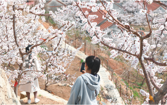 丹東東港孤山鎮：直播賞花饗大眾_fororder_直播2