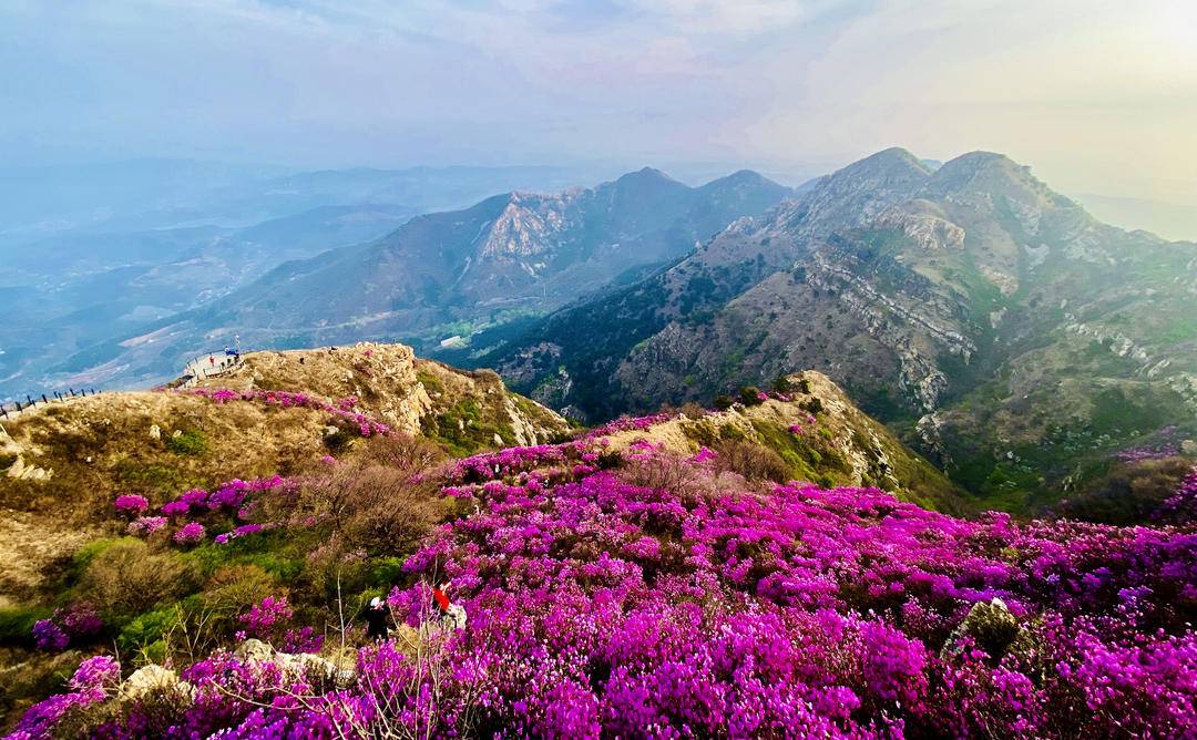 大連：大黑山杜鵑花海，許你春日好時光