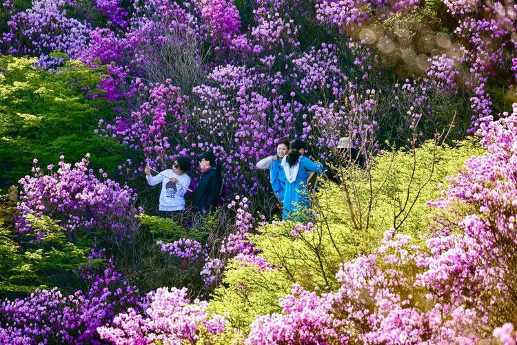 大連：大黑山杜鵑花海，許你春日好時光