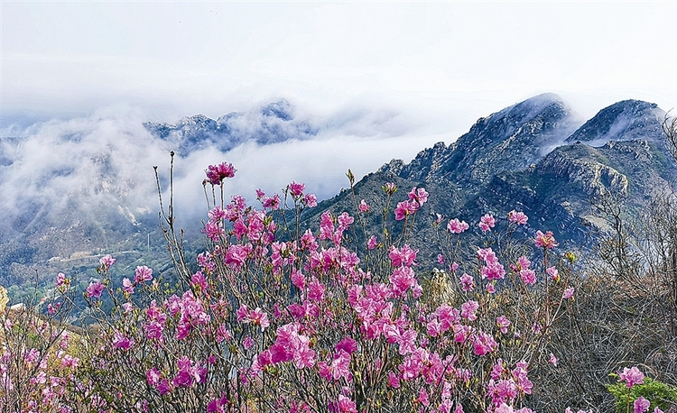 杜鵑花舞大連大黑山 約會春日好時光_fororder_1