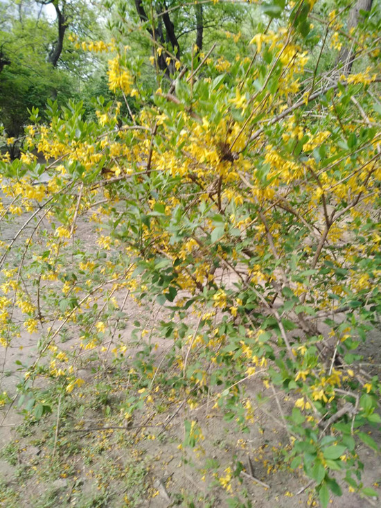 瀋陽：公園百花開正盛 盡展傾城好顏色_fororder_建設公園迎春花_副本