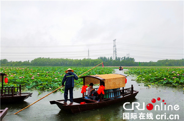 蕩舟荷花間 八方遊客“打卡”鐵嶺蓮花濕地