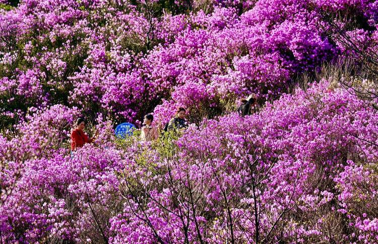 大連：大黑山杜鵑花海，許你春日好時光