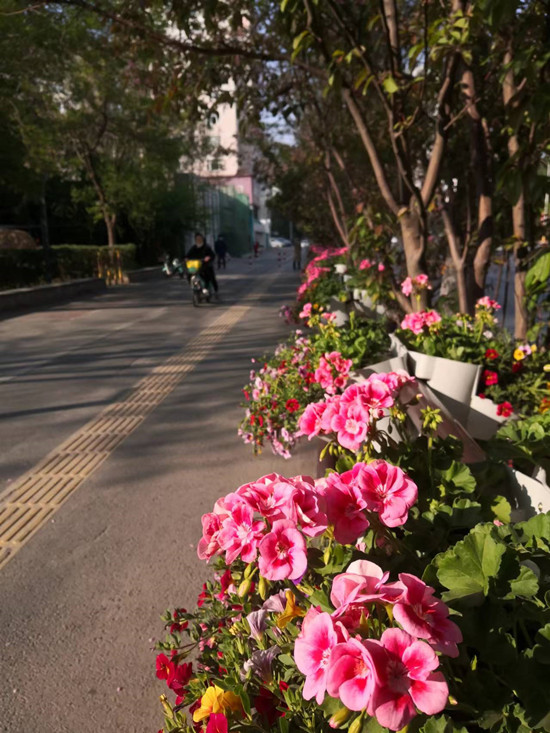 瀋陽：公園百花開正盛 盡展傾城好顏色_fororder_微信圖片_20220503132321_副本