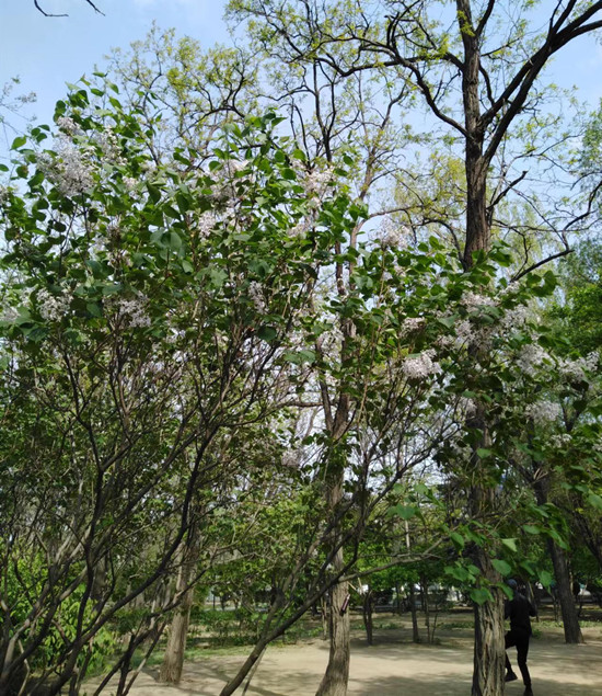 瀋陽：公園百花開正盛 盡展傾城好顏色_fororder_建設_副本