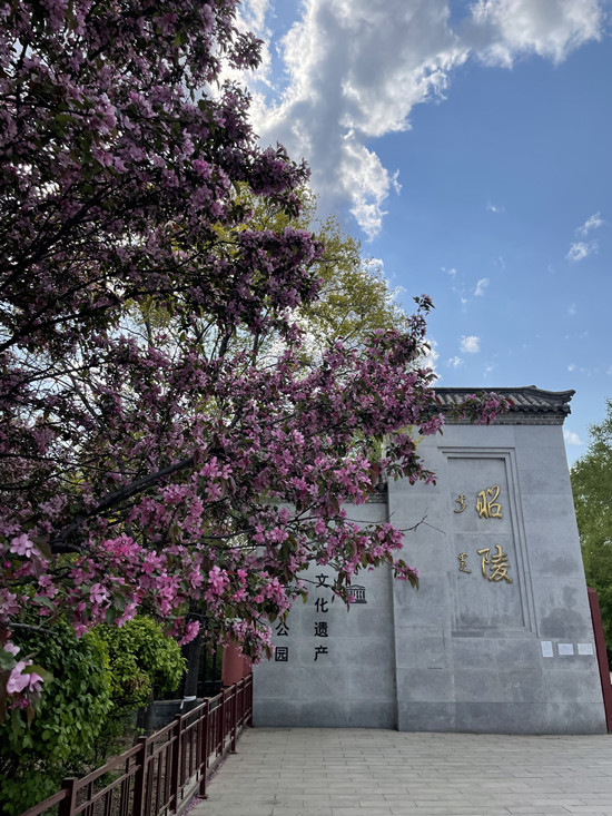 瀋陽：公園百花開正盛 盡展傾城好顏色_fororder_微信圖片_20220503132224_副本