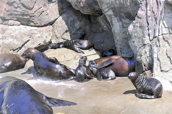 大連老虎灘海獸館“海獅幼稚園”添丁