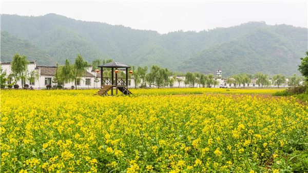 （圖）鞍山岫岩水巷景區全面消殺 油菜花、烏篷船待遊客來_fororder_水巷盛開的油菜花。攝影 董楠楠