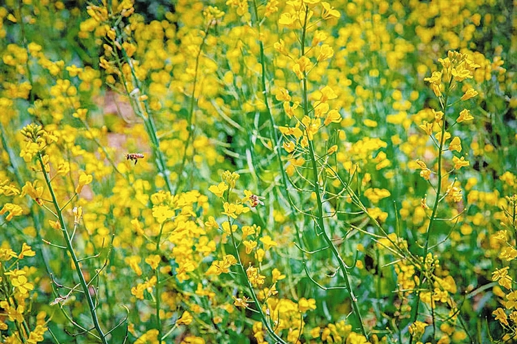 大連百畝油菜花田成熱門“打卡地”_fororder_3