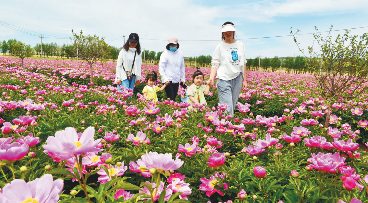 阜新：芍藥花開致富路_fororder_微信截圖_20220613090124