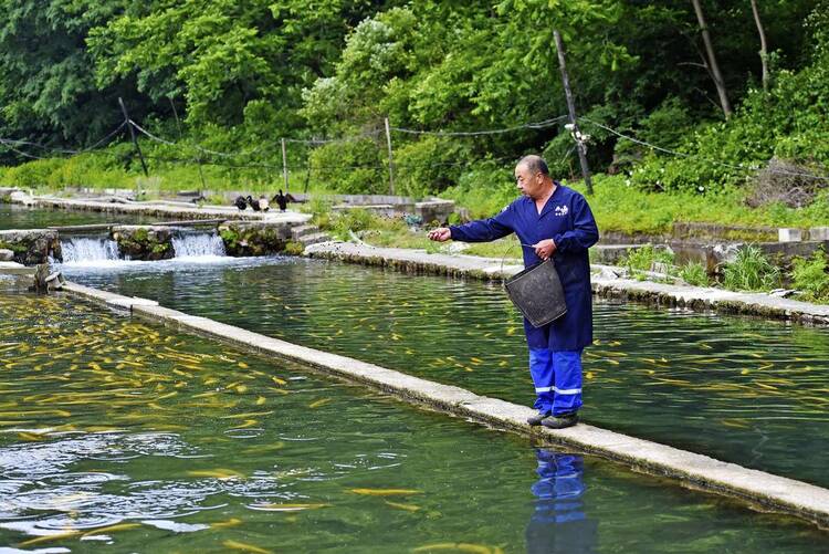 生態養殖養“活”本溪冷水魚