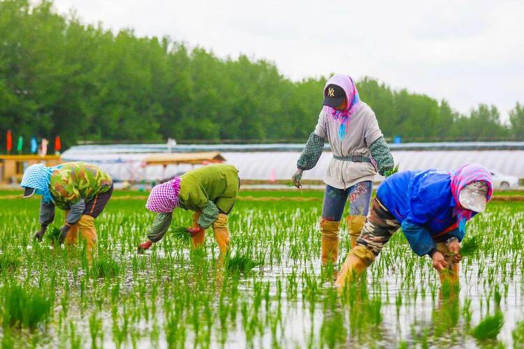 瀋陽遼中區：特色産業壯 集體經濟強