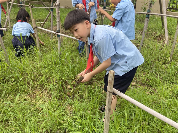 瀋陽市勳望小學建農分校：紅楓樹下添心意 蔭蔭處處育棟樑_fororder_楓樹2