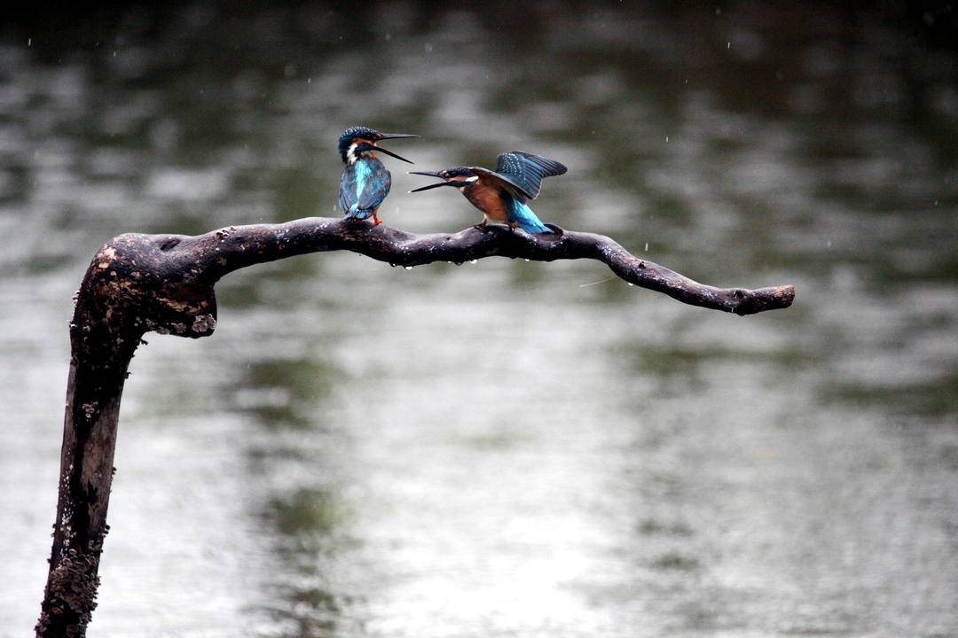 瀋陽：秋雨寒 翠鳥歡