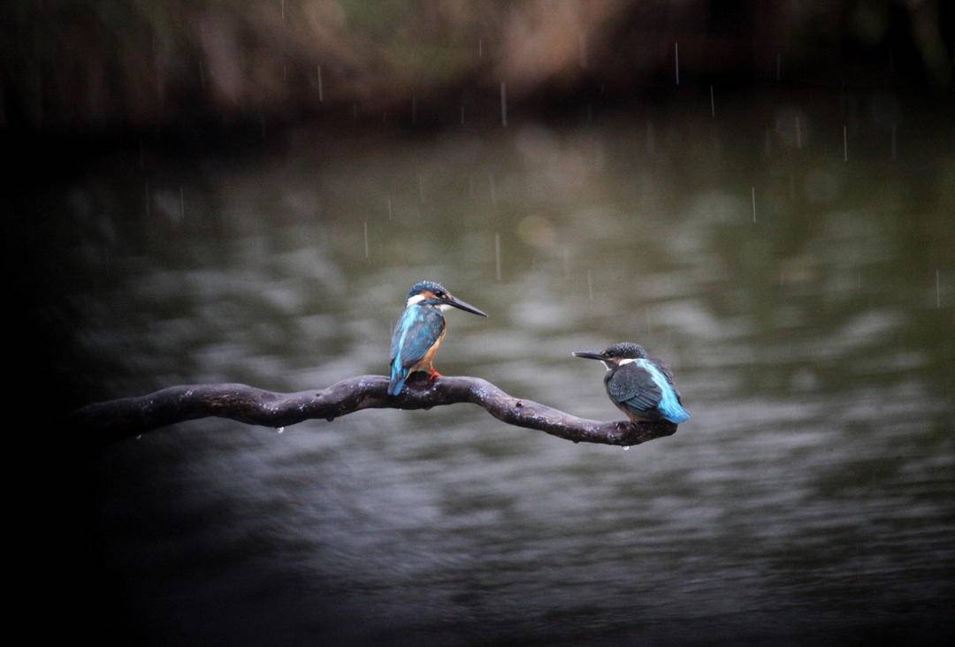 瀋陽：秋雨寒 翠鳥歡