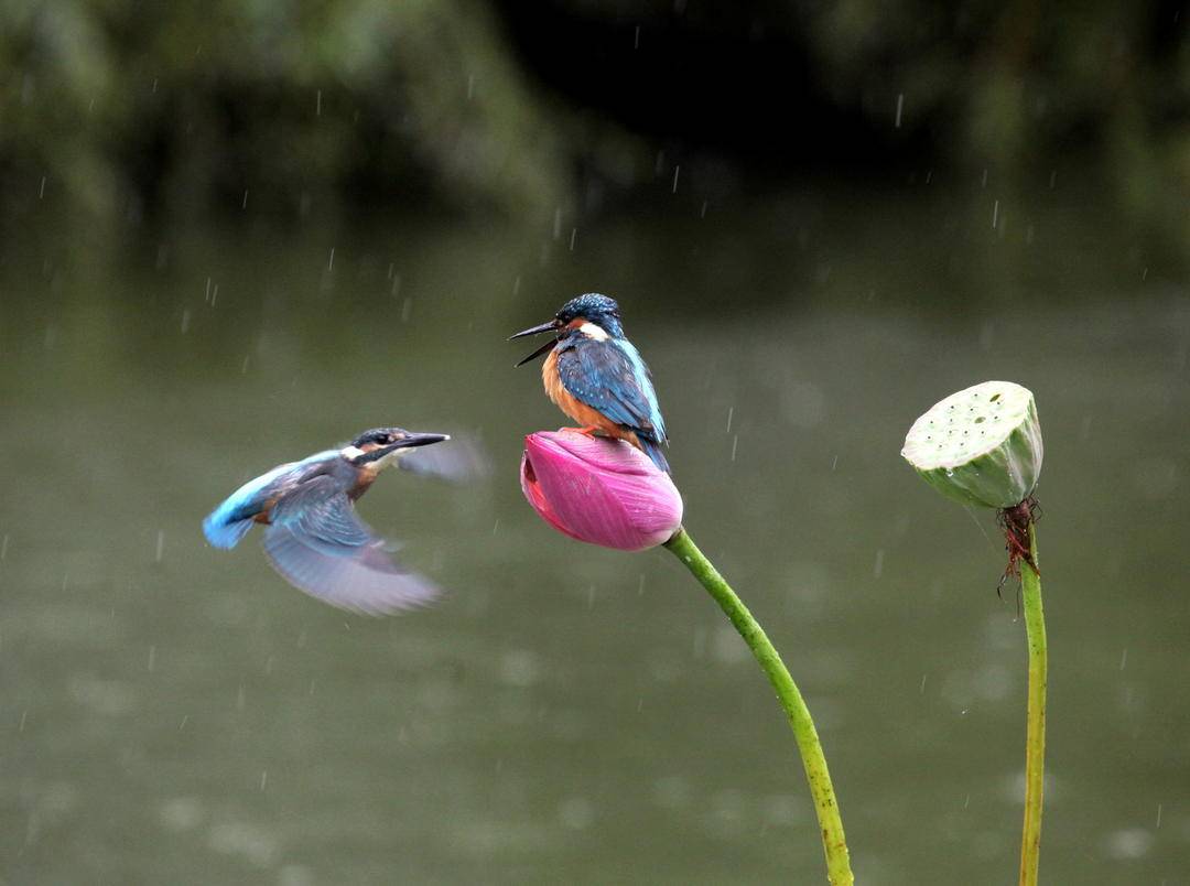 瀋陽：秋雨寒 翠鳥歡