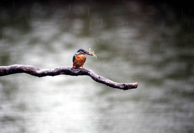 瀋陽：秋雨寒 翠鳥歡