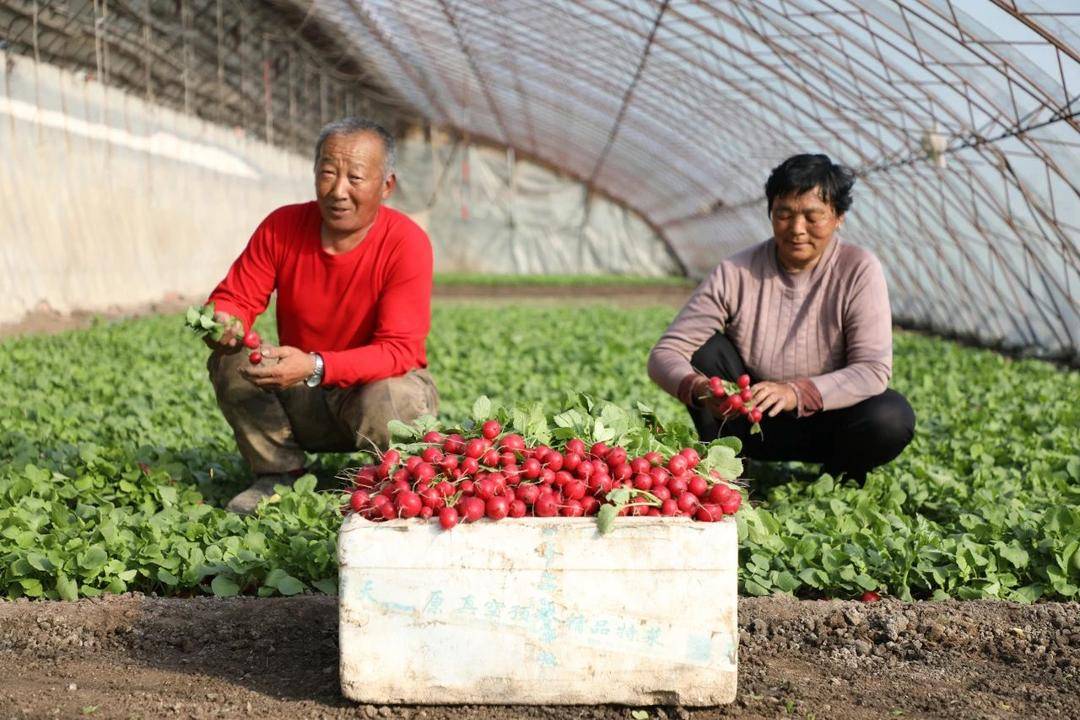 營口市老邊區：生態農業鋪就農民致富路