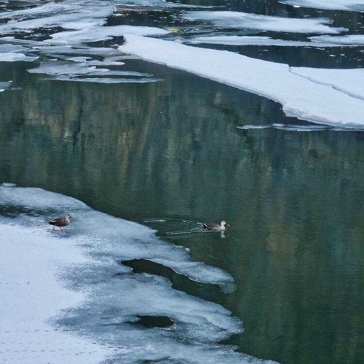 你好“鴨”，春雪！