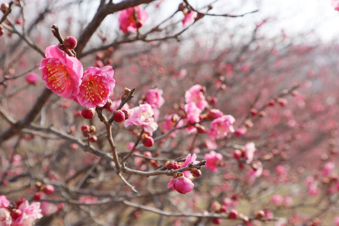 大連旅順：紅梅迎春開