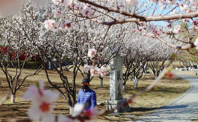 春色滿園關不住