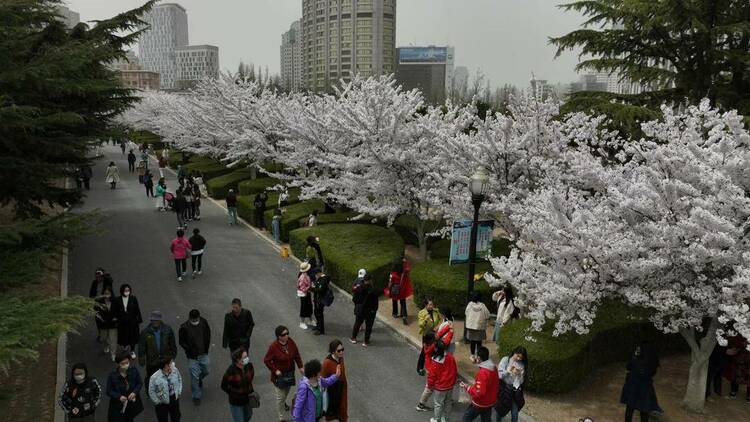 大連勞動公園櫻花搶先盛開