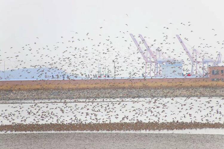 丹東鴨綠江口“鳥浪”來襲