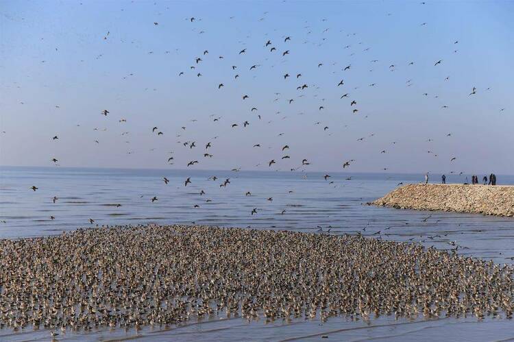 丹東鴨綠江口“鳥浪”來襲