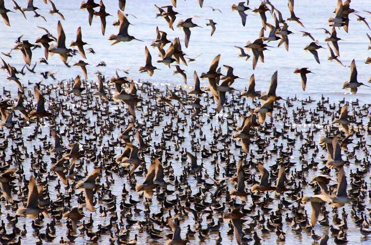 丹東鴨綠江口“鳥浪”來襲