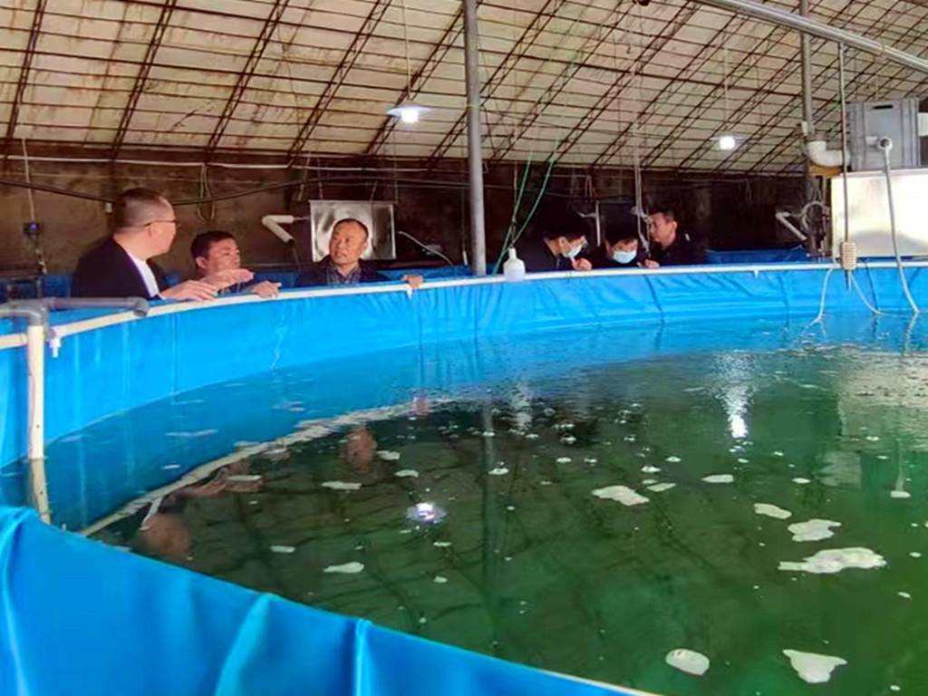 長江以北“零”的突破！鴨綠江刀鱭魚苗人工繁育越冬喜獲成功