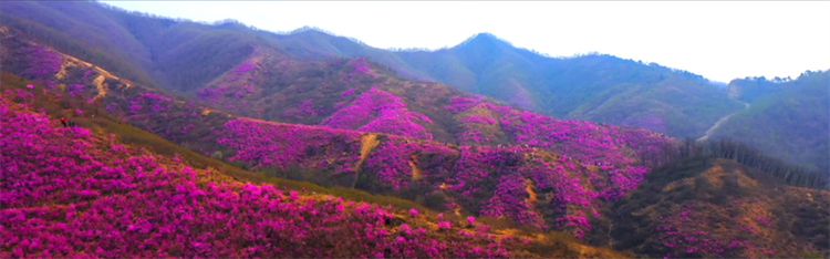 （文旅專題）鞍山：春意滿園 百花齊放_fororder_文旅鞍山4