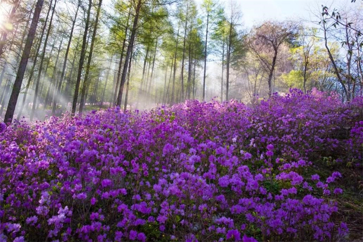 （文旅專題）本溪：浪漫春日 花滿山城_fororder_文旅本溪4