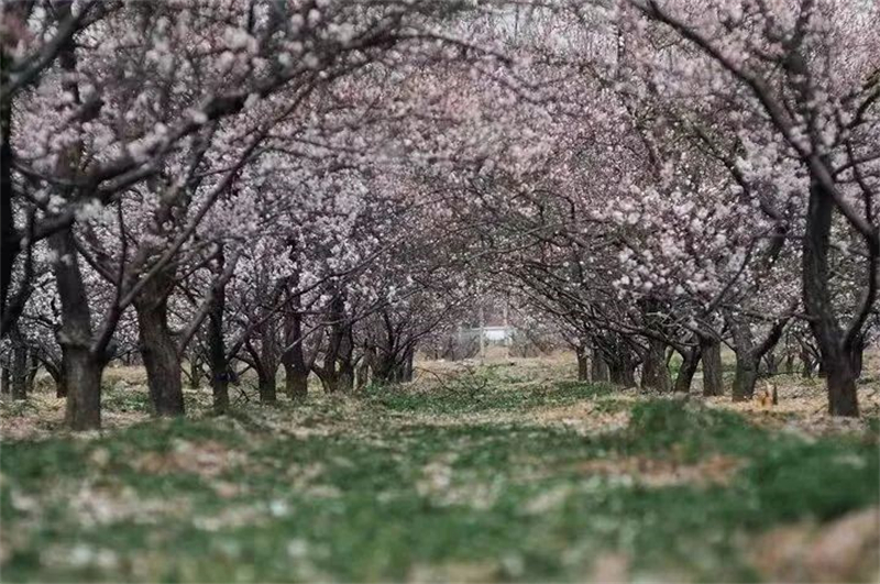 （文旅專題）鐵嶺：花天錦地 踏春而來_fororder_文旅鐵嶺2