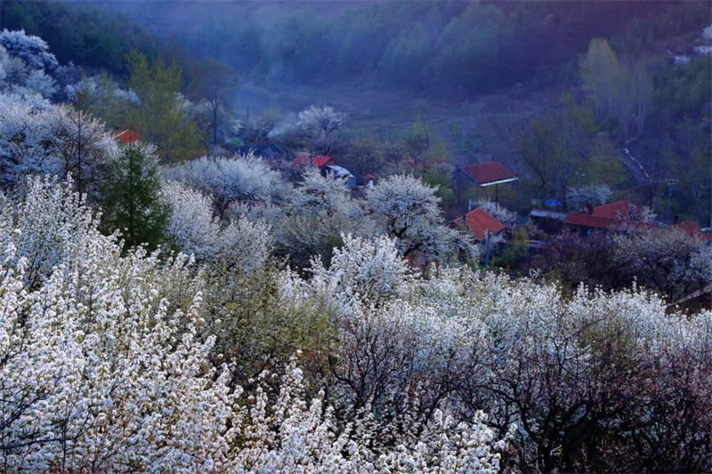 （文旅專題）鐵嶺：花天錦地 踏春而來_fororder_文旅鐵嶺3