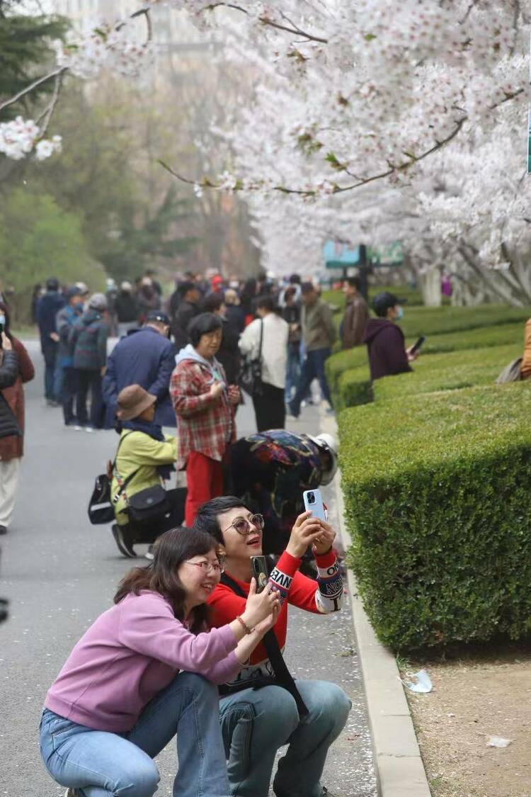 大連勞動公園櫻花搶先盛開