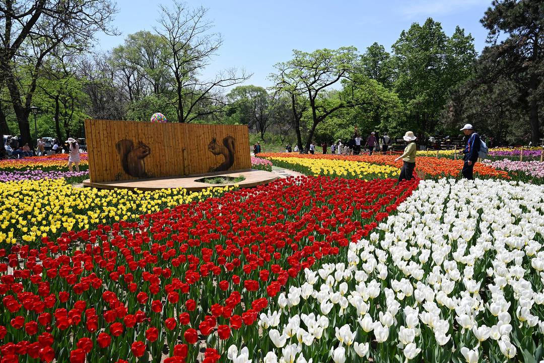 （推中首）瀋陽世博園：鬱金香花開迎客來