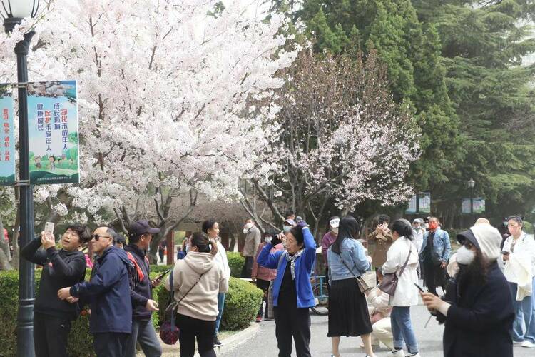 大連勞動公園櫻花搶先盛開