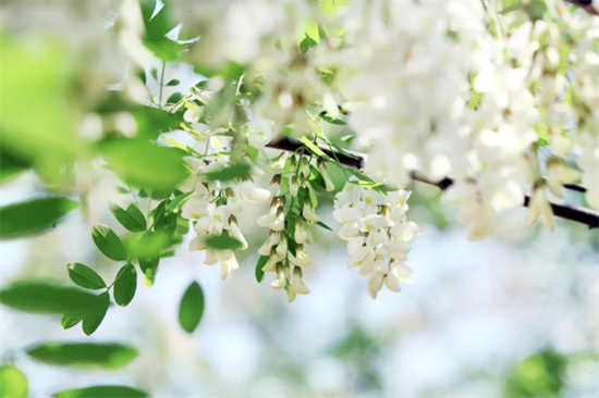 瀋陽渾南區槐花黑獅露營節將於5月19日拉開帷幕_fororder_圖片1