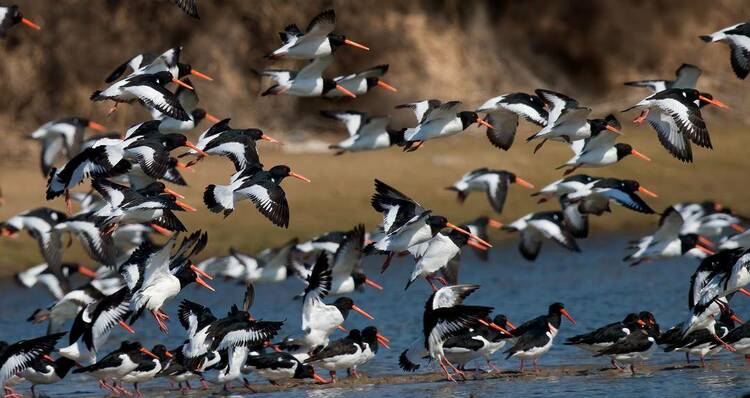 春暖濕地，鷸鳥“回家”！