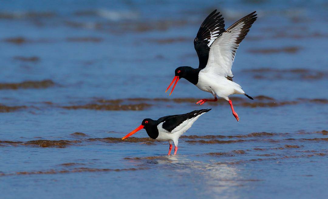 春暖濕地，鷸鳥“回家”！