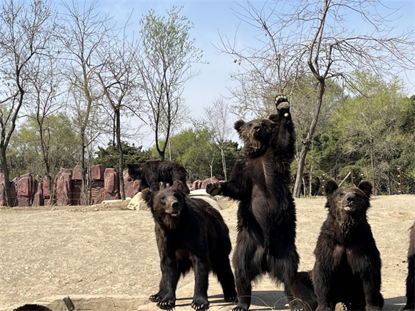 “五一”小長假嗨起來 瀋陽推出多個旅遊項目_fororder_動物園7_副本