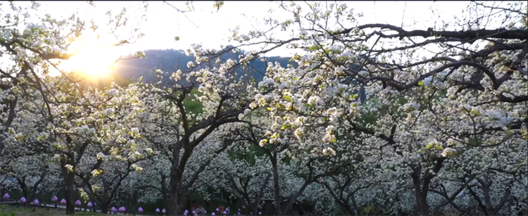 （文旅專題）鞍山：春意滿園 百花齊放_fororder_文旅鞍山3