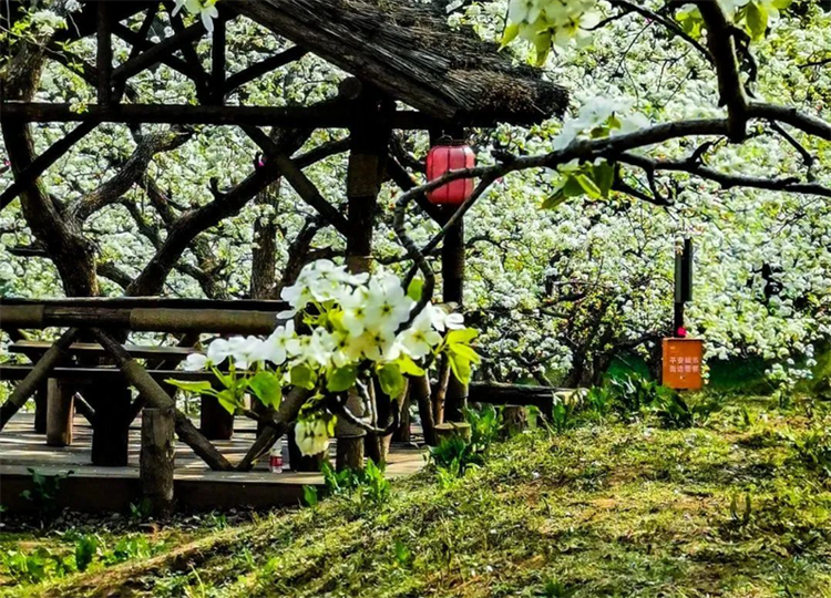 （文旅專題）鞍山：春意滿園 百花齊放_fororder_文旅鞍山1