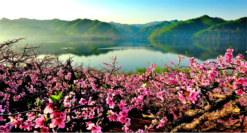 （文旅專題）丹東：河口山間 花開爛漫_fororder_文旅丹東2