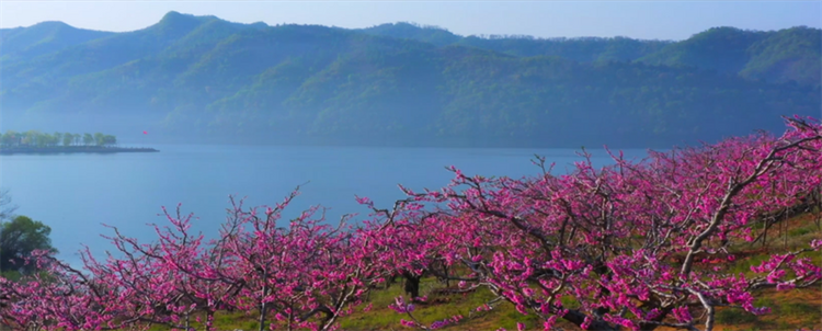 （文旅專題）丹東：河口山間 花開爛漫_fororder_文旅丹東1