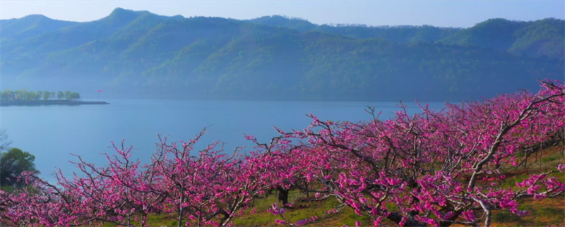 （文旅專題）丹東：河口山間 花開爛漫_fororder_文旅丹東1