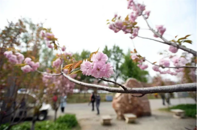 （文旅專題）瀋陽：處處花開 時時向陽_fororder_文旅瀋陽2